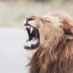 Beware of the Roaring Lion